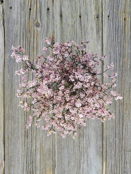 PINK LIMONIUM